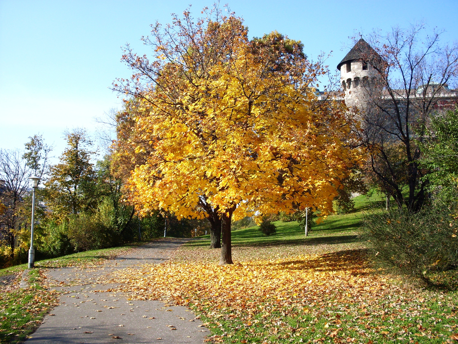 Budai vár