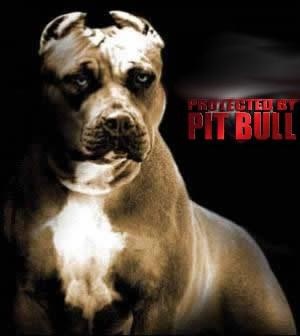 PITT BULL.