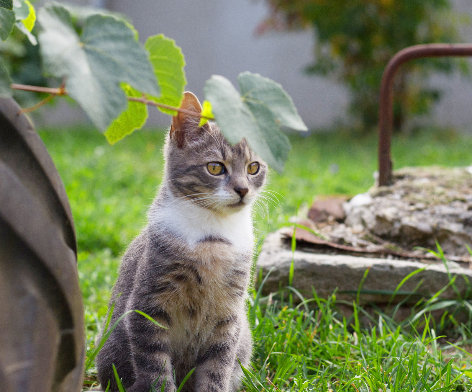 cica ül a fűben
