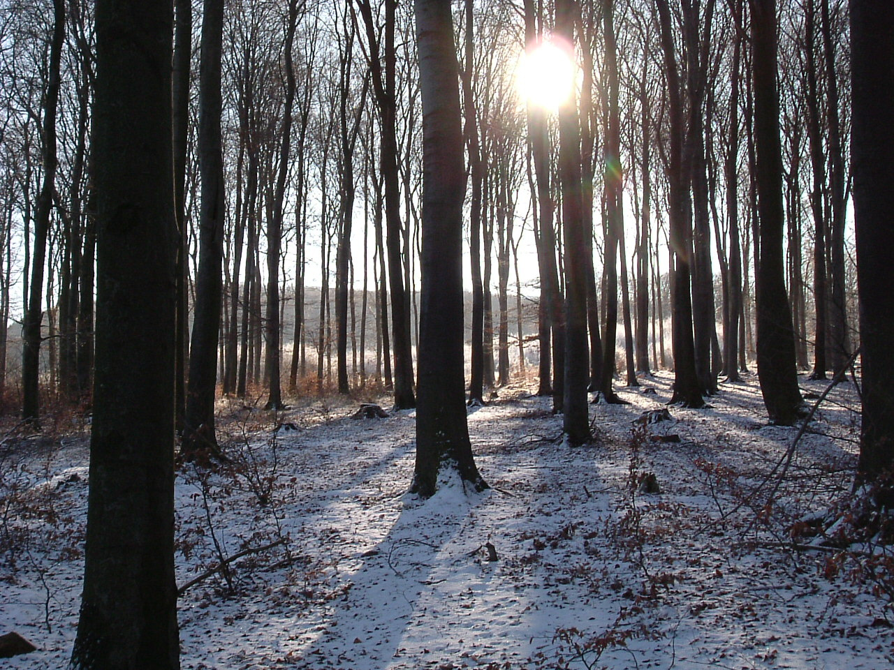 DSCF6531Korom-tető feléKorom-tető felé