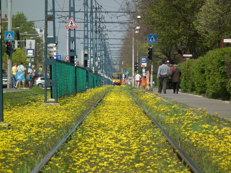 Virágzó villamosvágányok - fotó: Vinczek György
