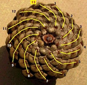 pinecone3yellow