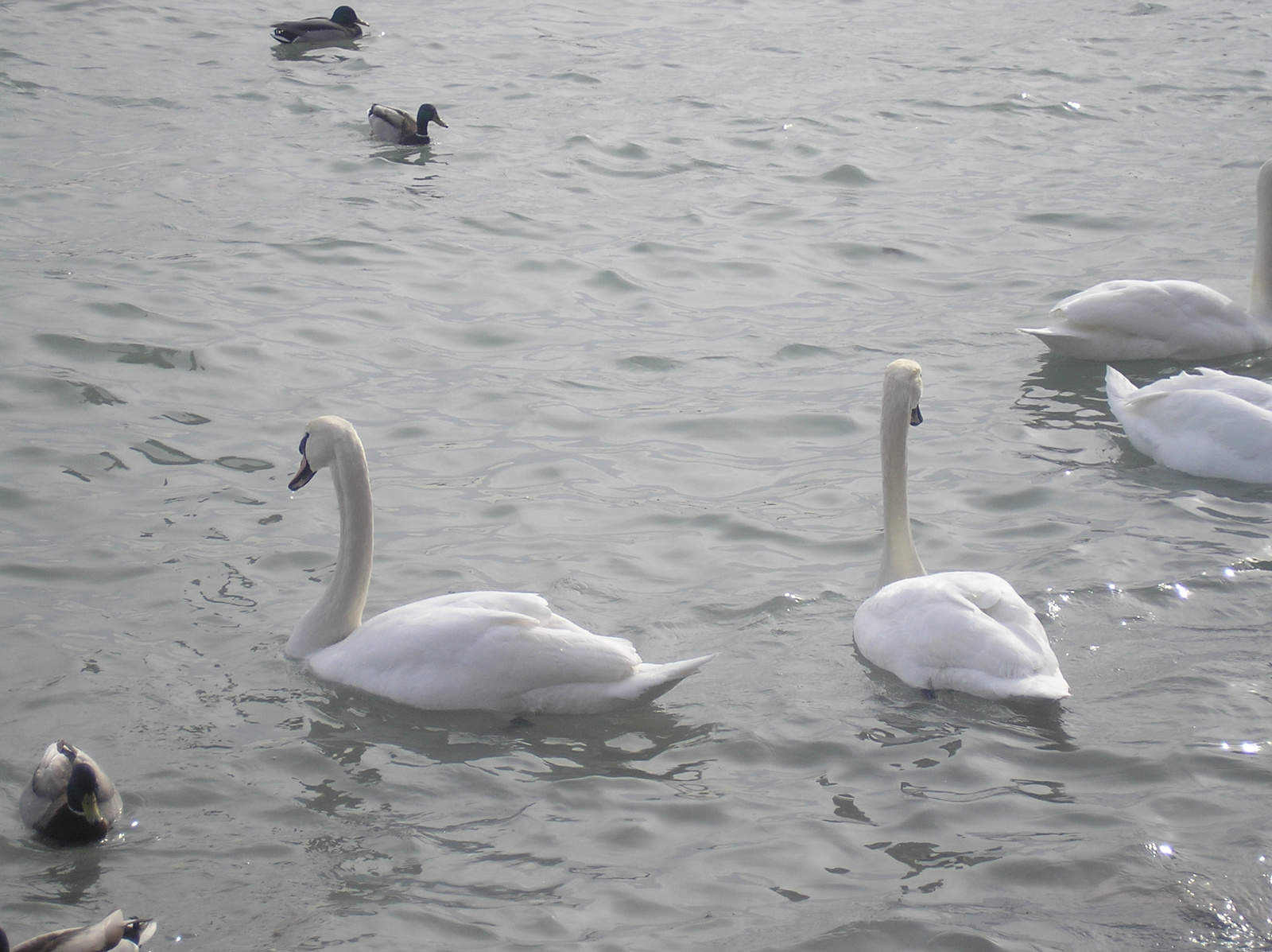 Balatonfüred 2010.02.28. 011