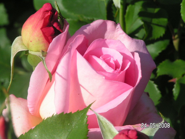 Rózsaszín rózsák