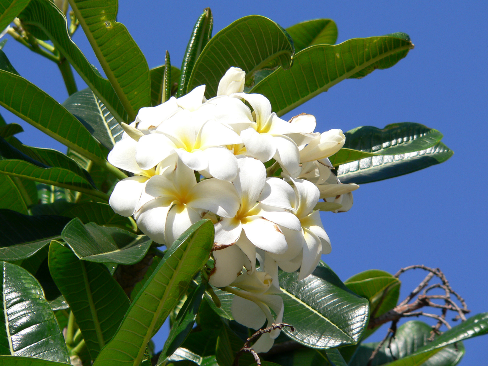 Plumeria