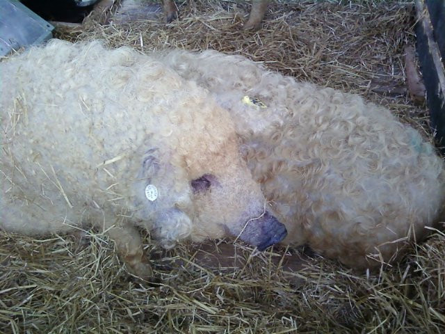 Mangalica fesztivál