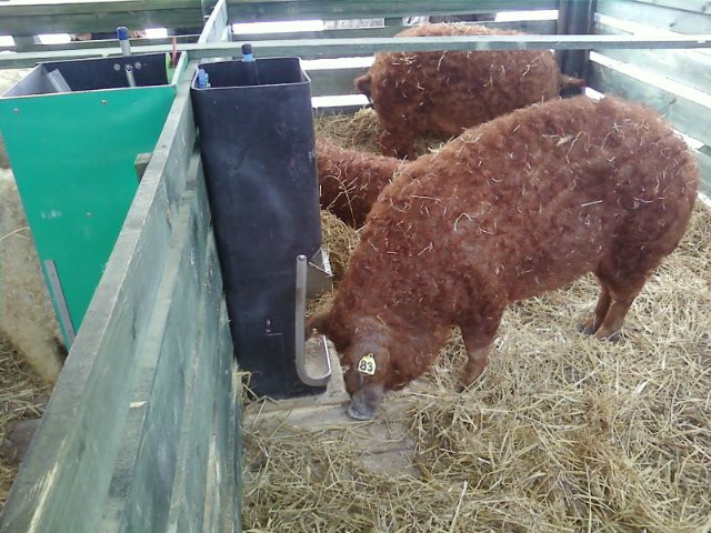 Mangalica fesztivál