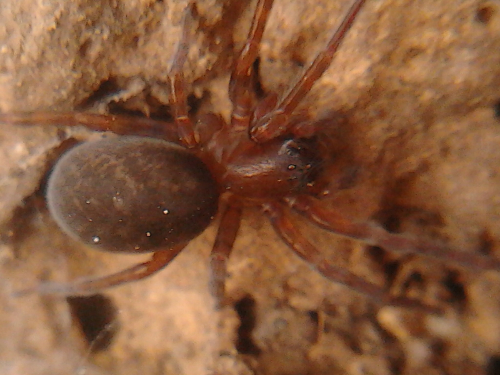 Nagy nőstény pók