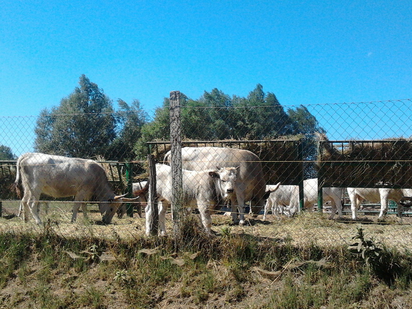 Óvó Farm