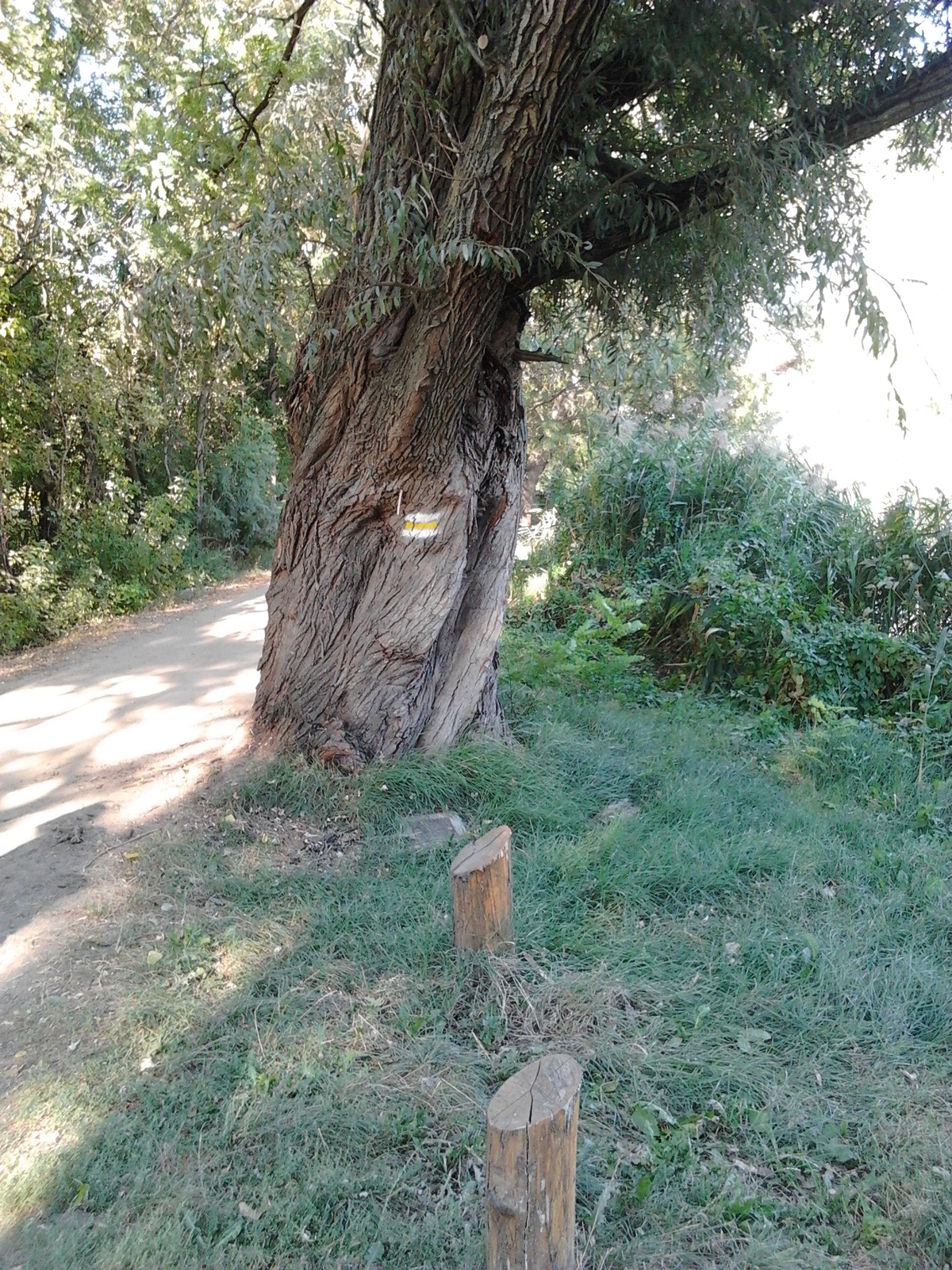Öreg feketenyárfa