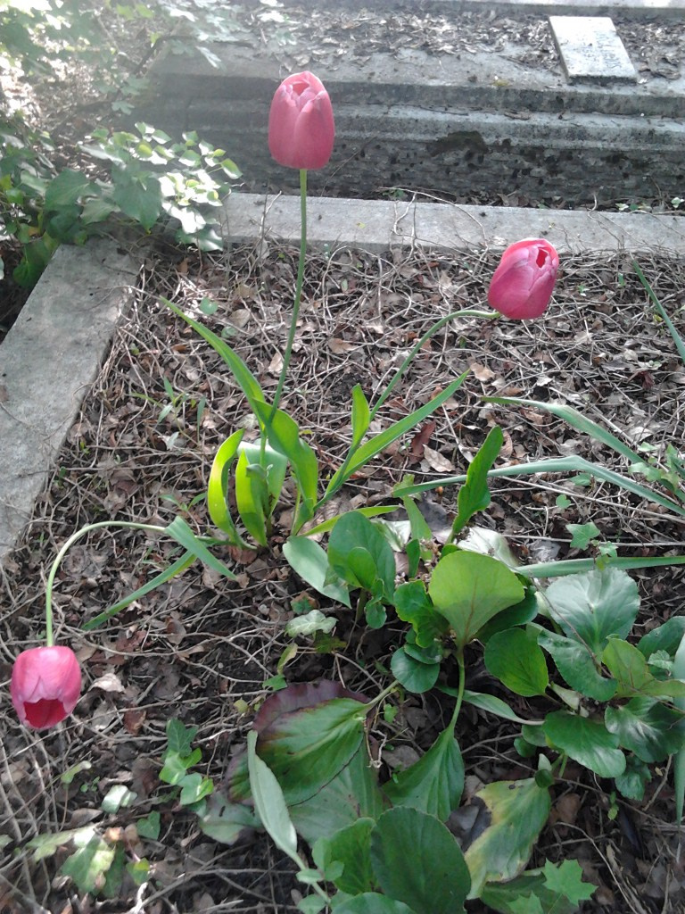 Tulipánok síron