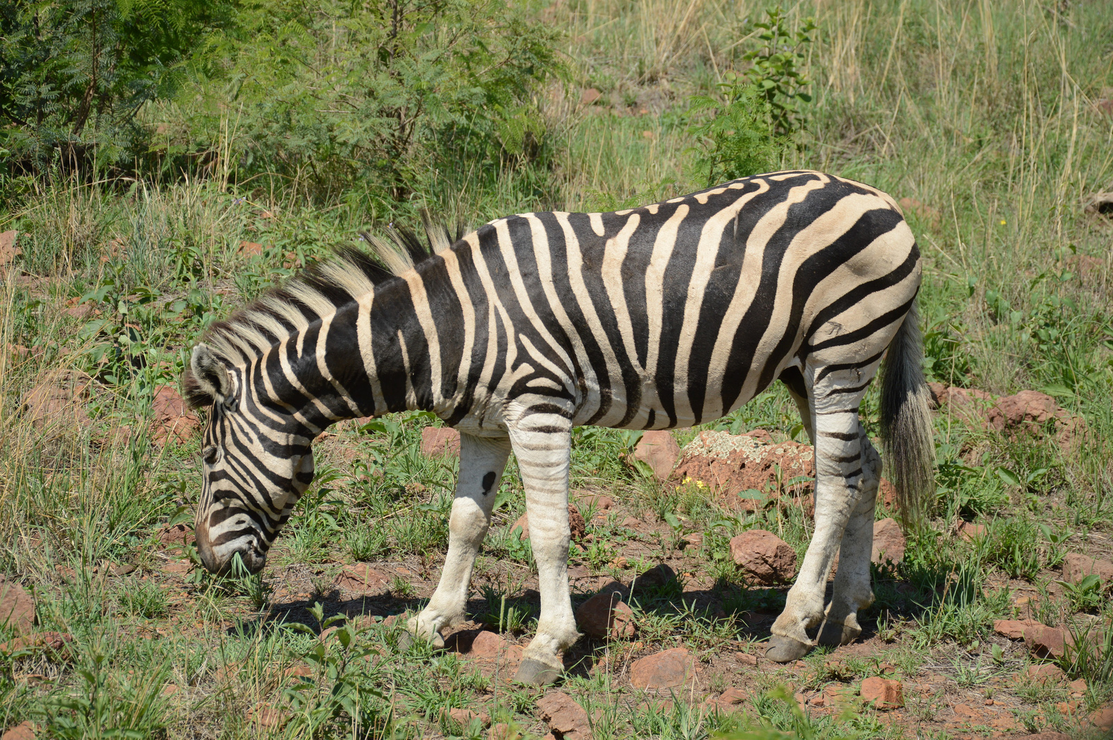 Masik fajta zebra