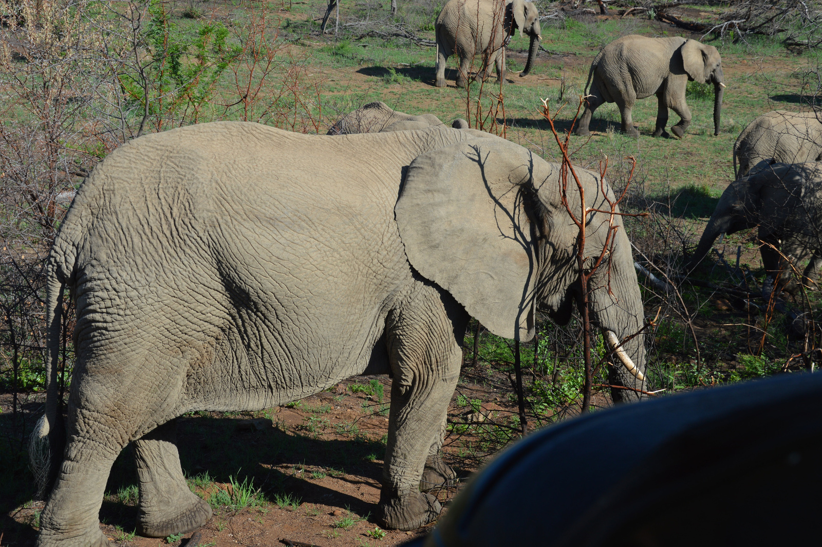 Nosteny elefant kozelrol