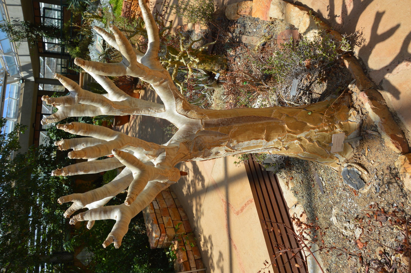 Kirstenbosch Aloe dichotoma