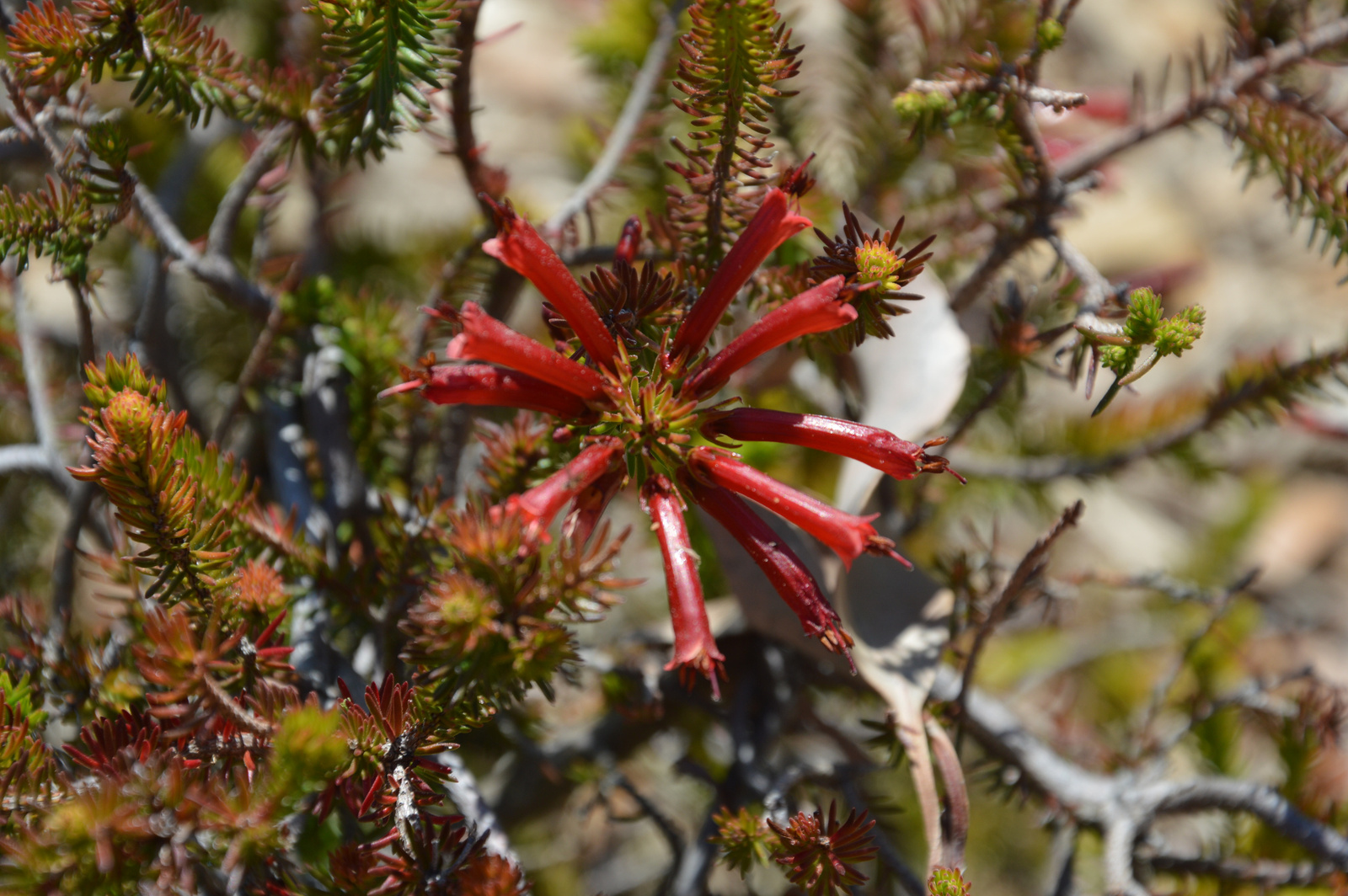 Kirstenbosch Erica nevillei