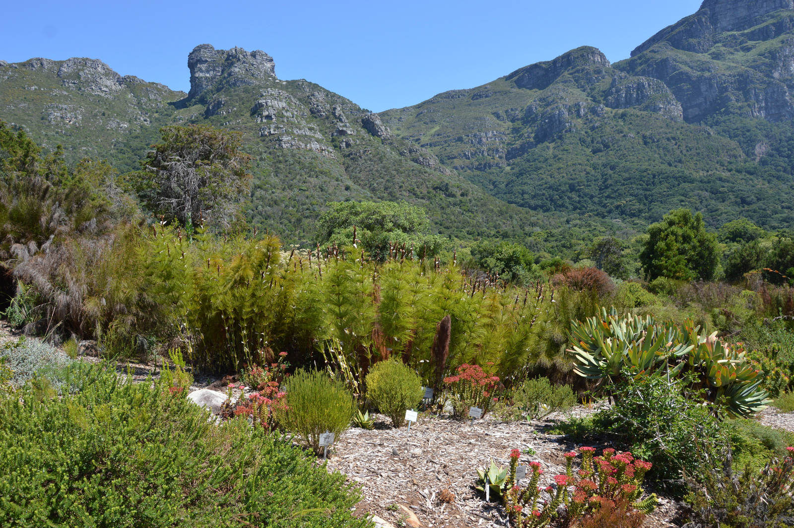 Kirstenbosch Kert reszlet 1