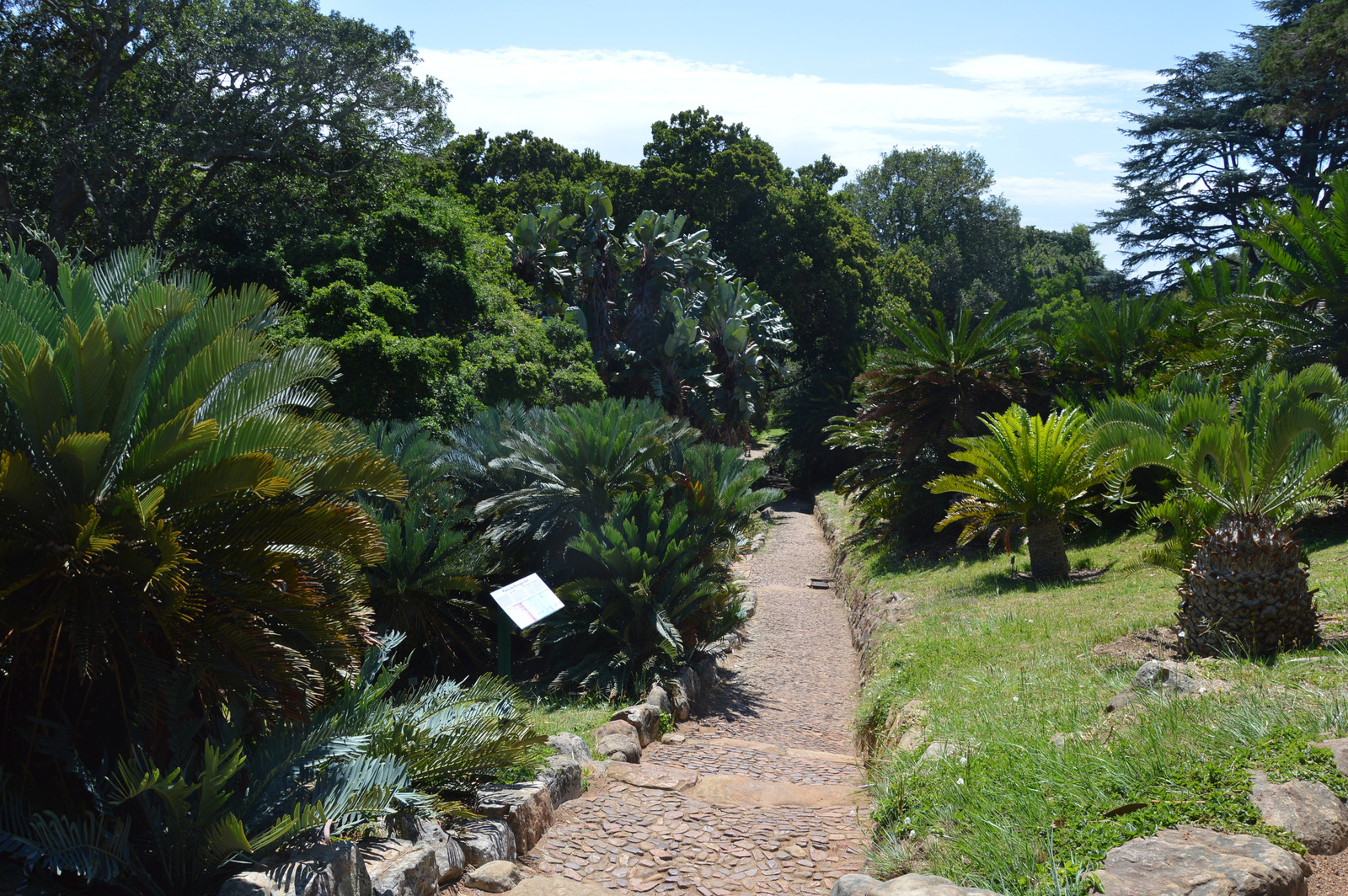 Kirstenbosch Kert reszlet 4