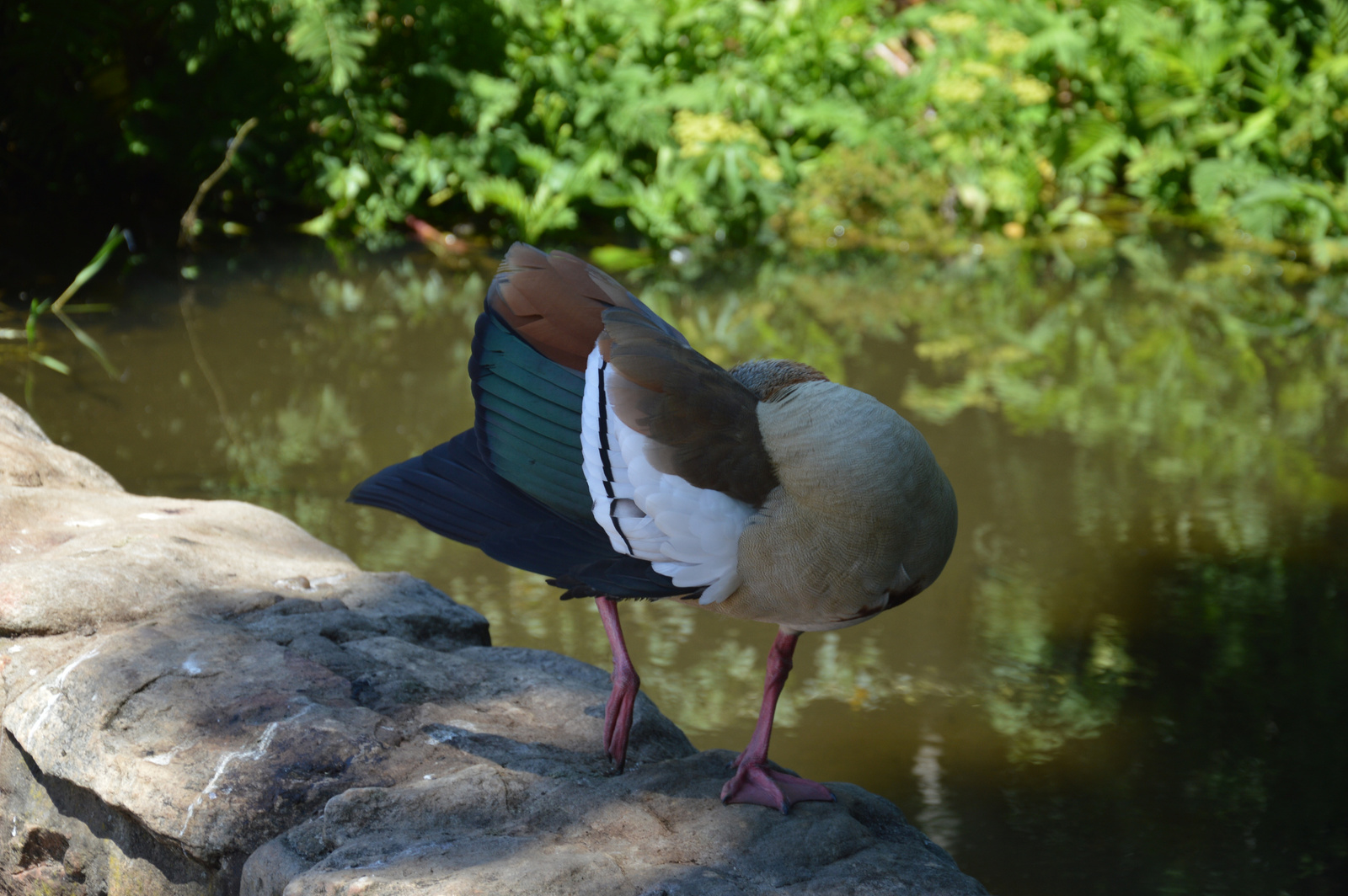 Kirstenbosch Madar pozol 2