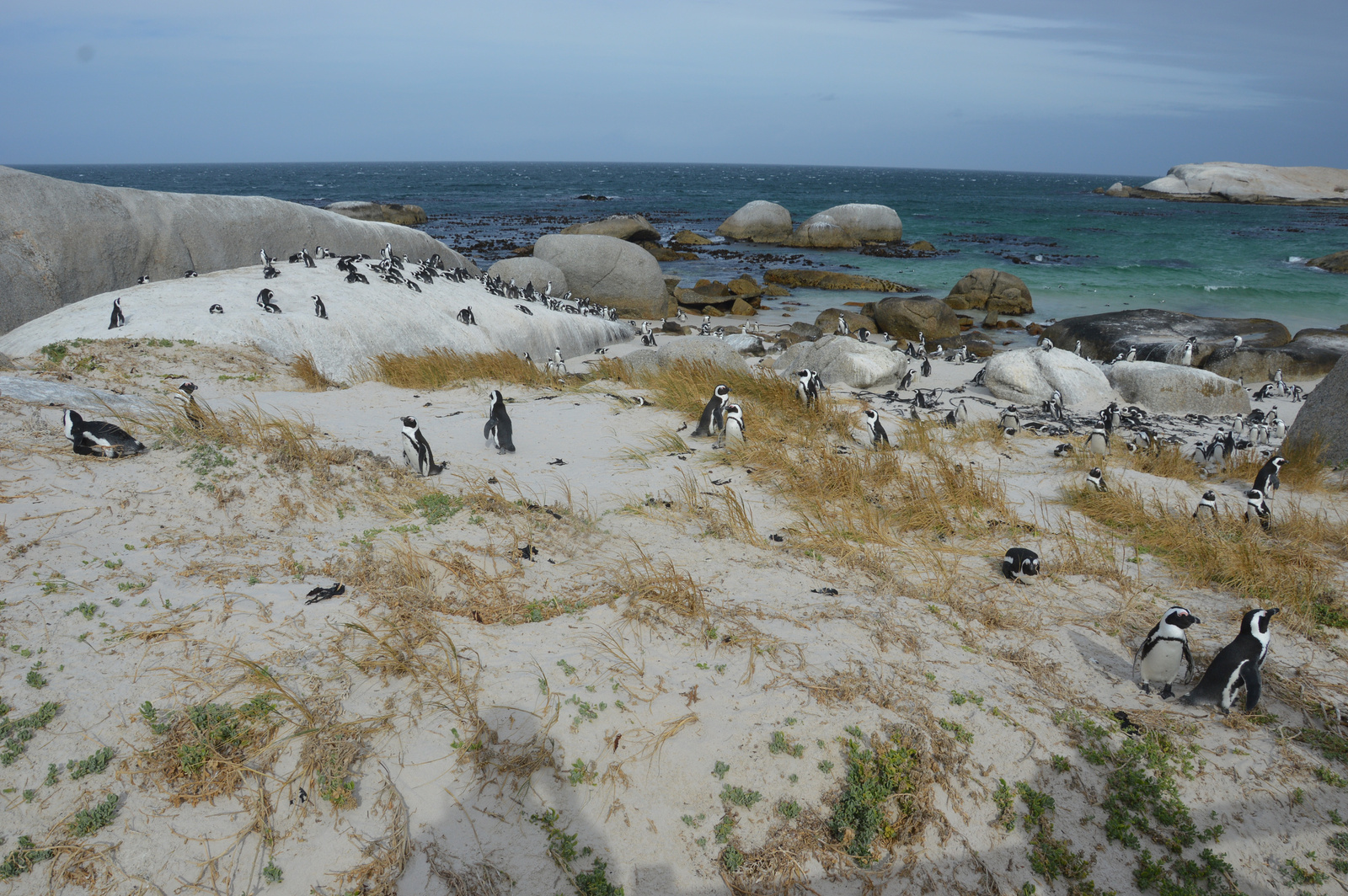 Simons Town Pingvinkolonia 02