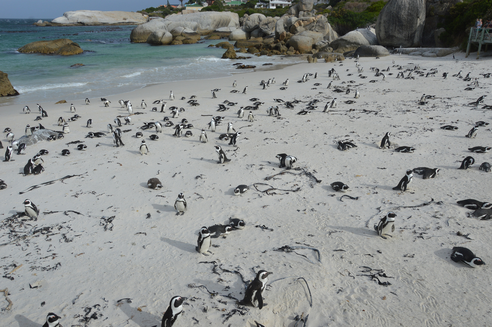 Simons Town Pingvinkolonia 04