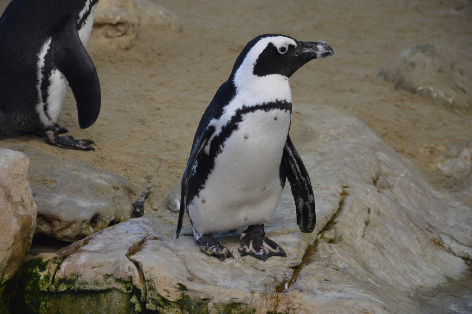 Two Oceans Aquarium O mar evett