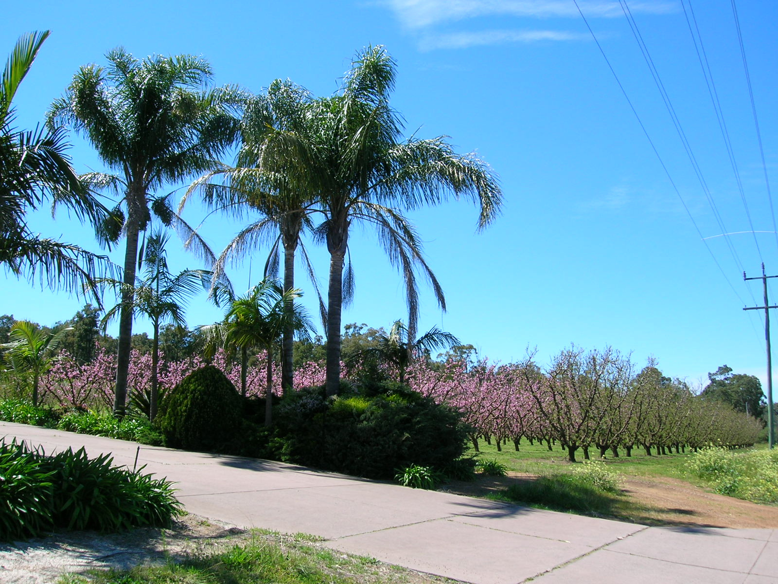 Pálma és almafák Brookton Highway