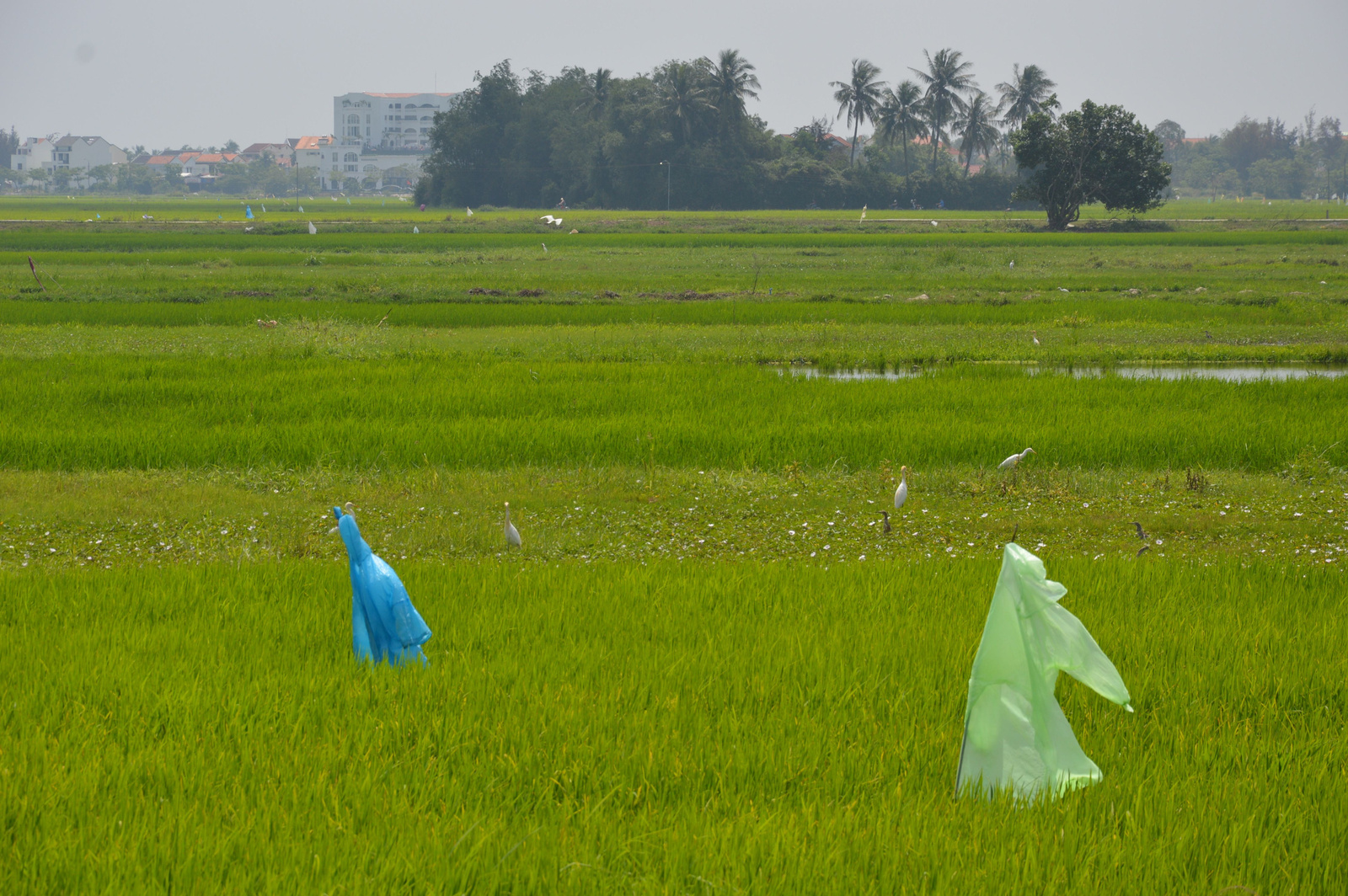 46 Hoi An Rizsföld madarak pálmaliget