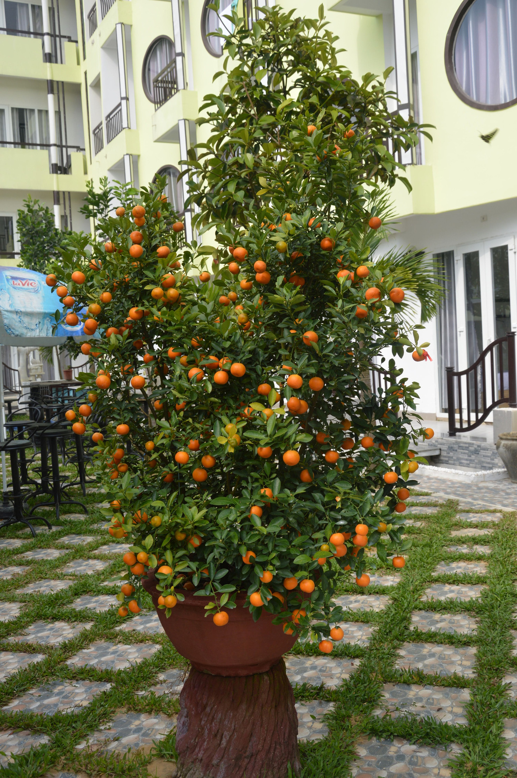 67 Hoi An Talán díszmandarin a hotel kertjében