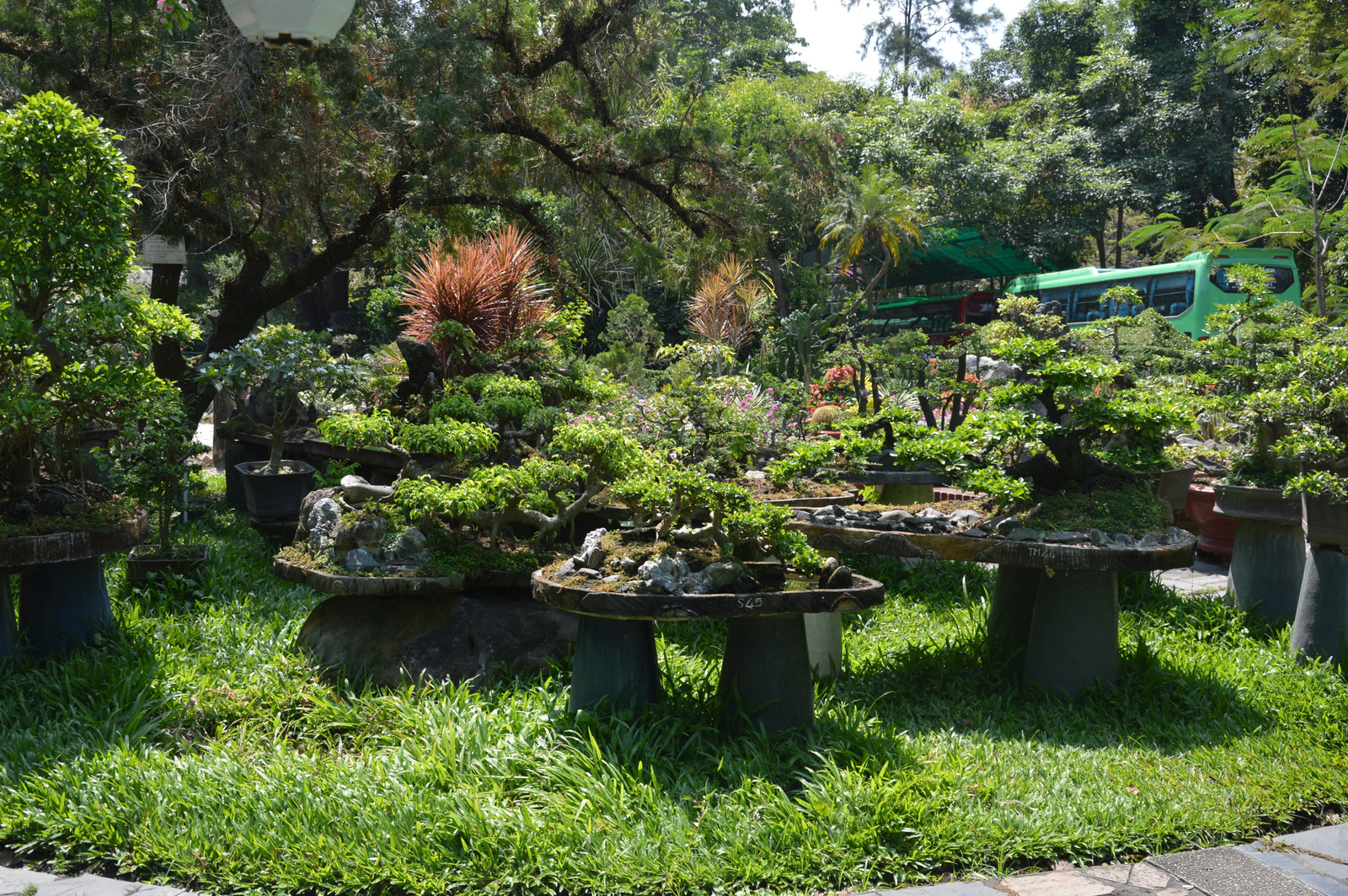 207 Saigon állatkert Bonsai