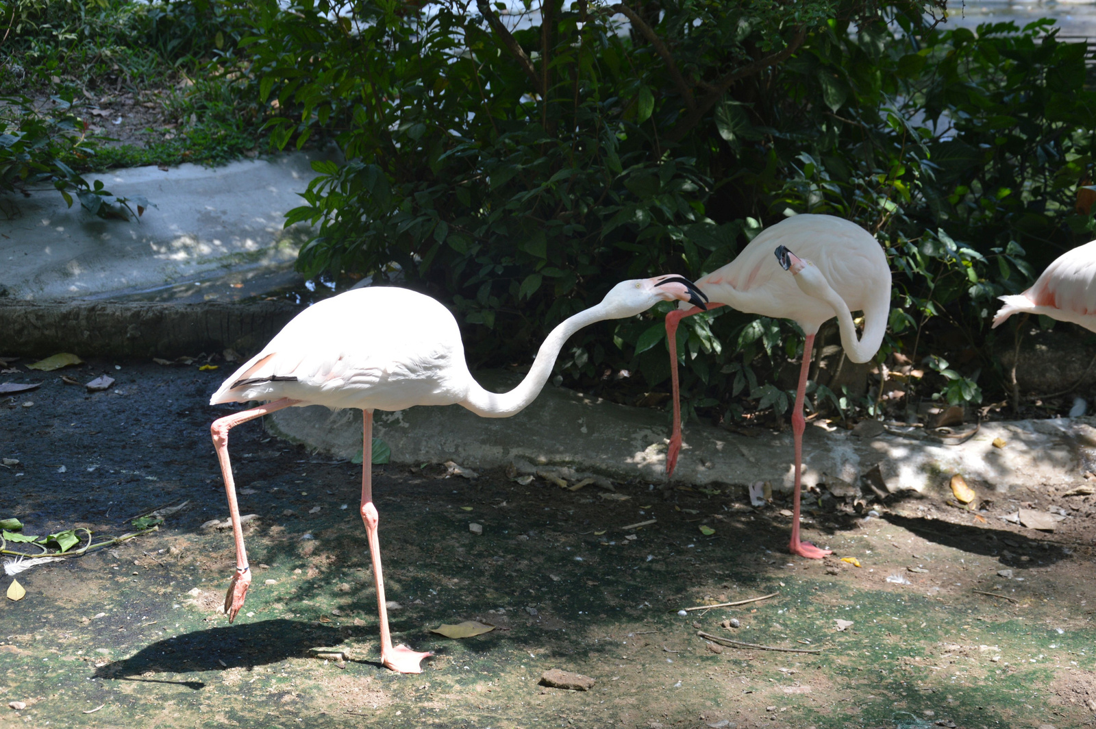 208 Saigon állatkert Flamingók