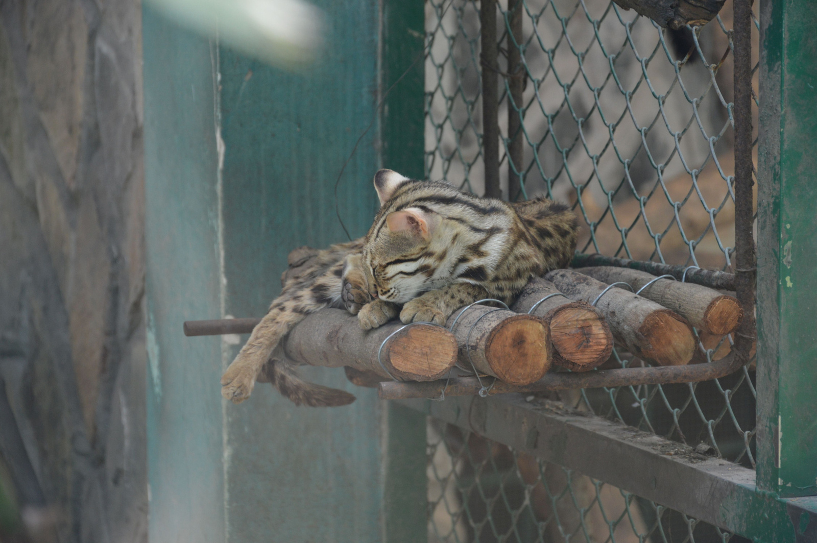 214 Saigon állatkert Vadmacska pihen
