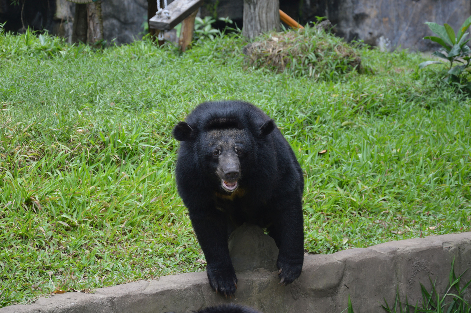 220 Saigon állatkert Másik ázsiai medvefajta