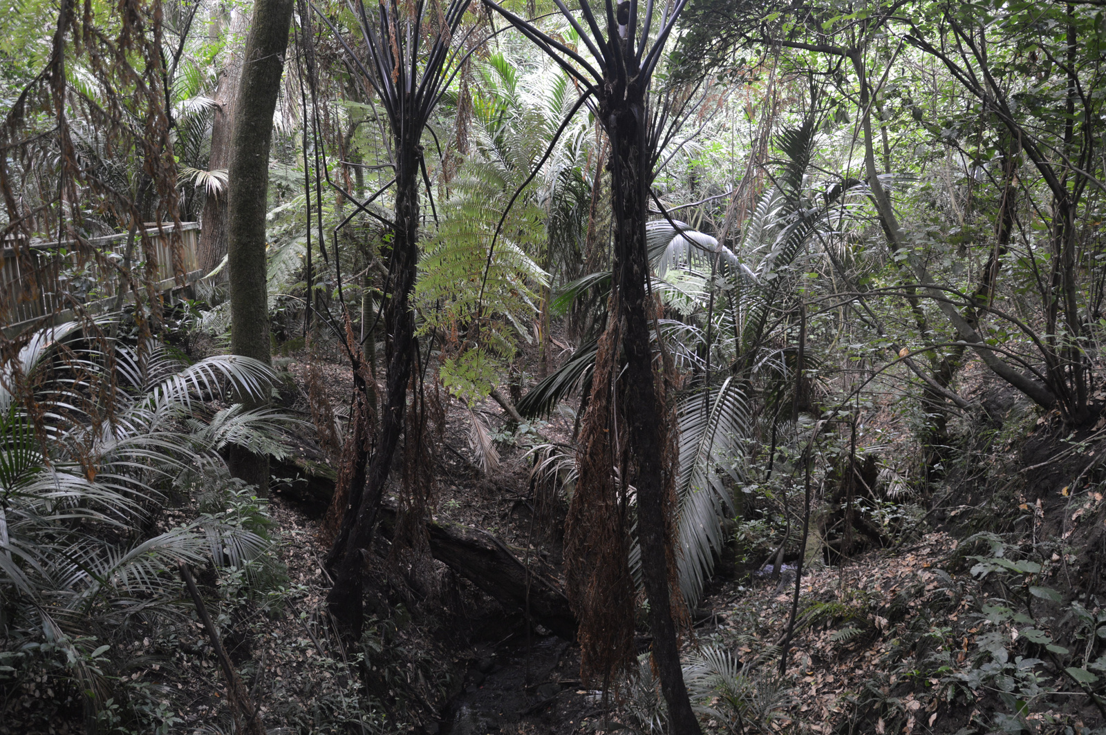 Auckland Domain erdő 01