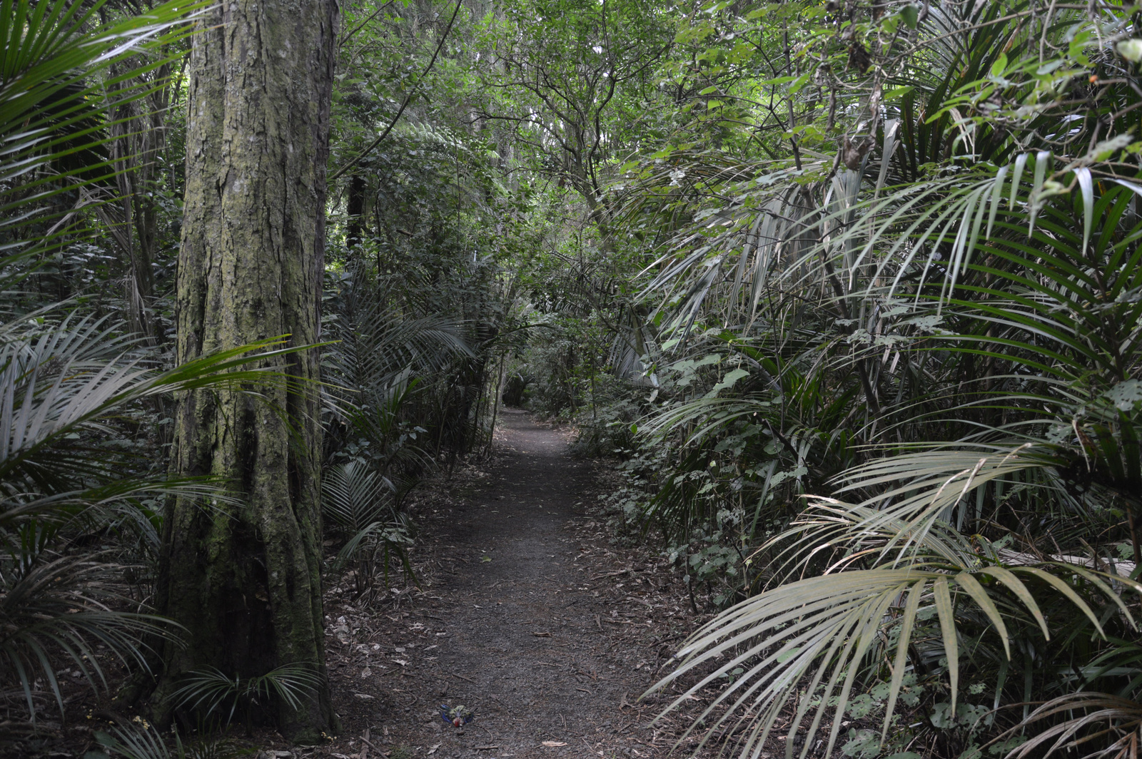 Auckland Domain erdő 04