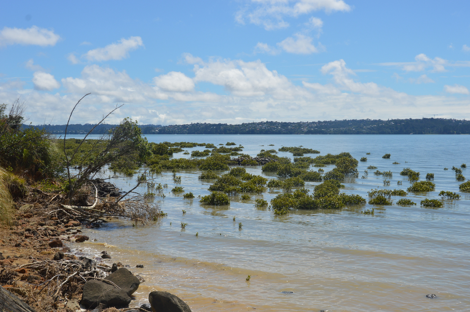 Auckland Te Atatu mangrove