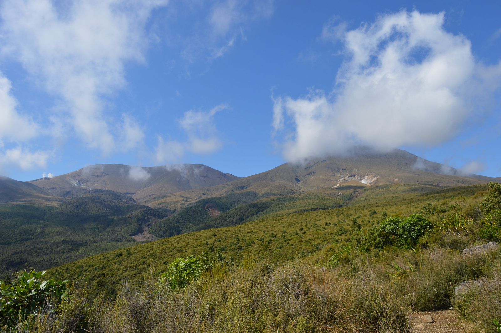 Tongariro Kiérve az erdőből 03