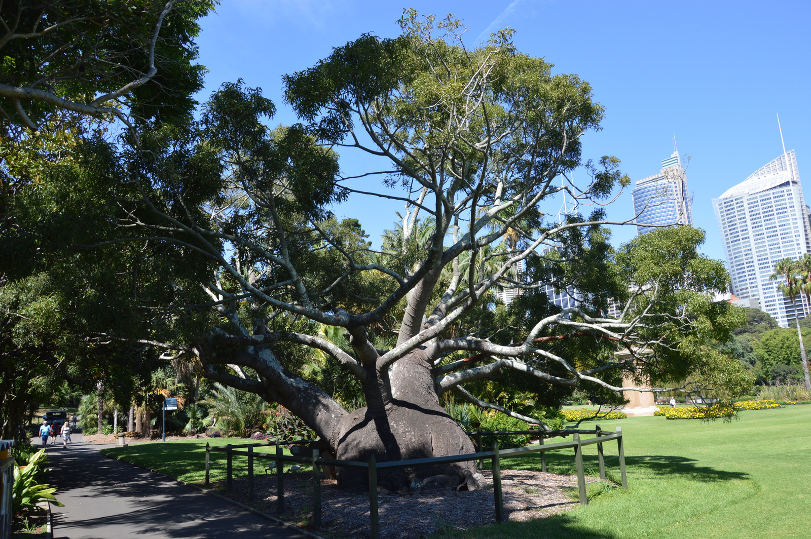 Sydney Botanikus Kert Nagy fa