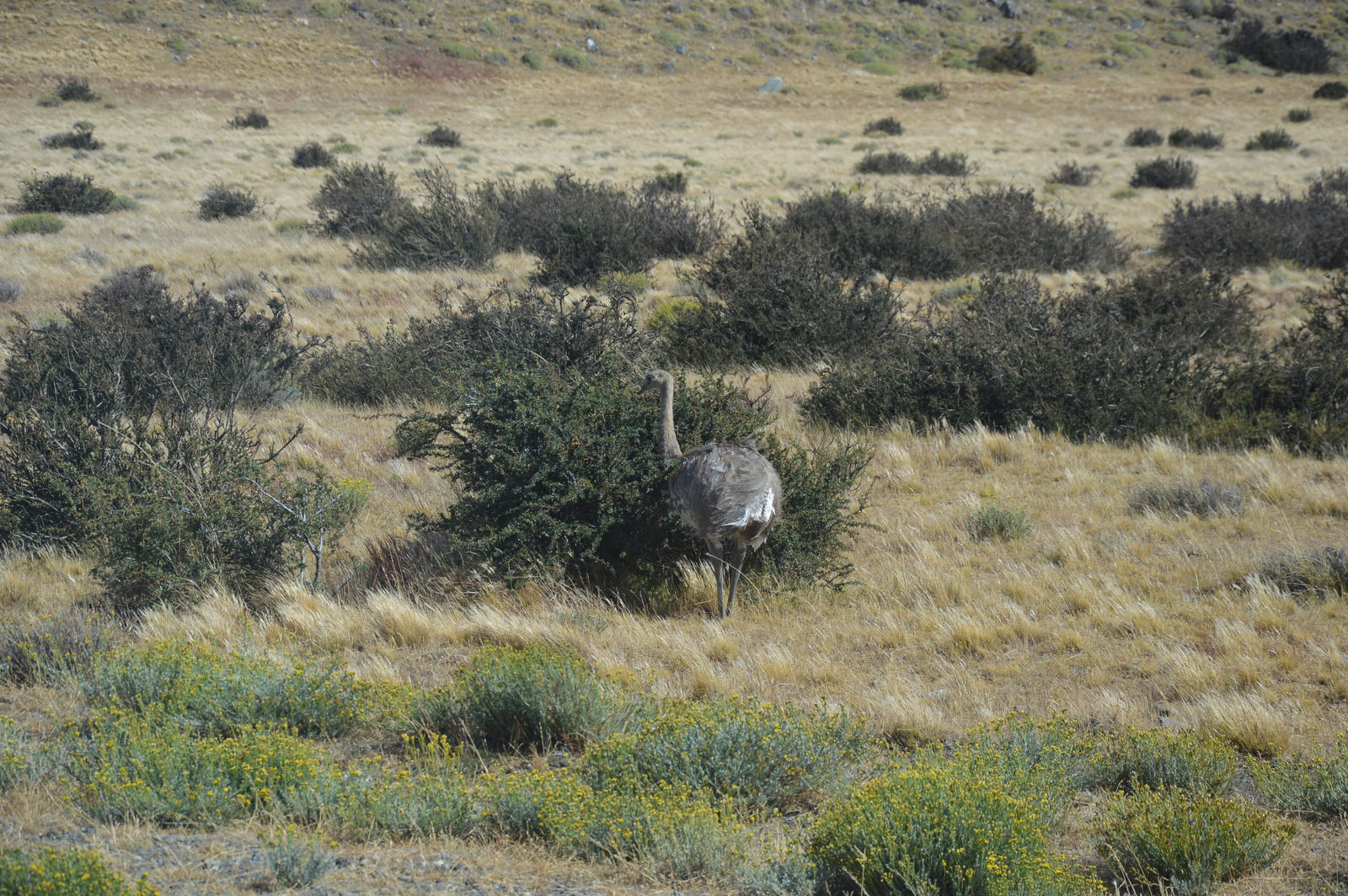 Torres del Paine Darwin nandu