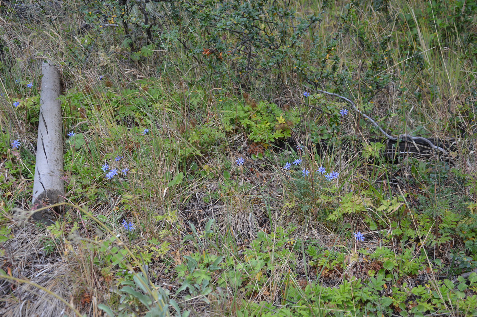 Grey-gleccser Kék virágok a fűben