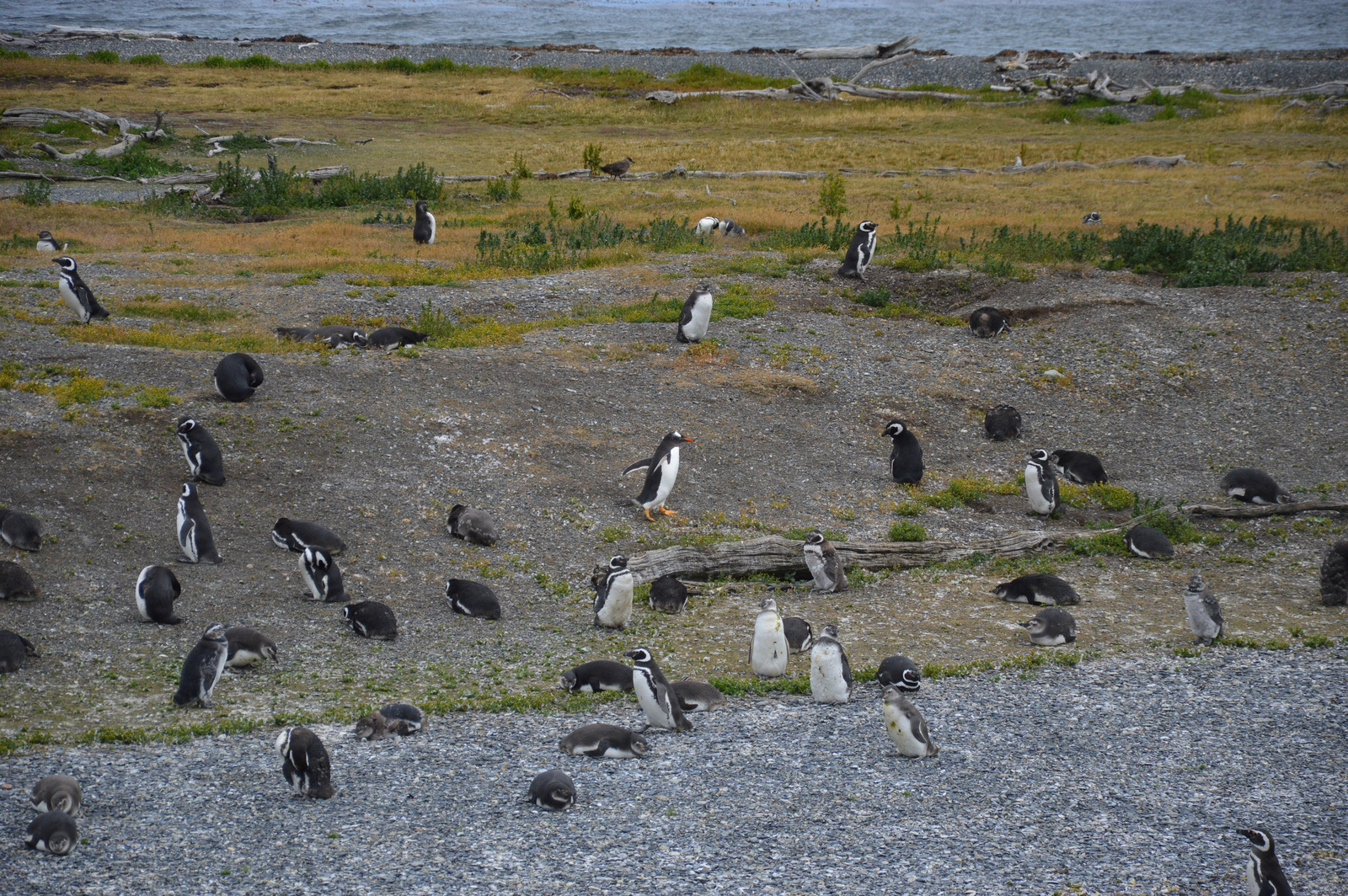 Beagle-csatorna Pingvinek szigete 04