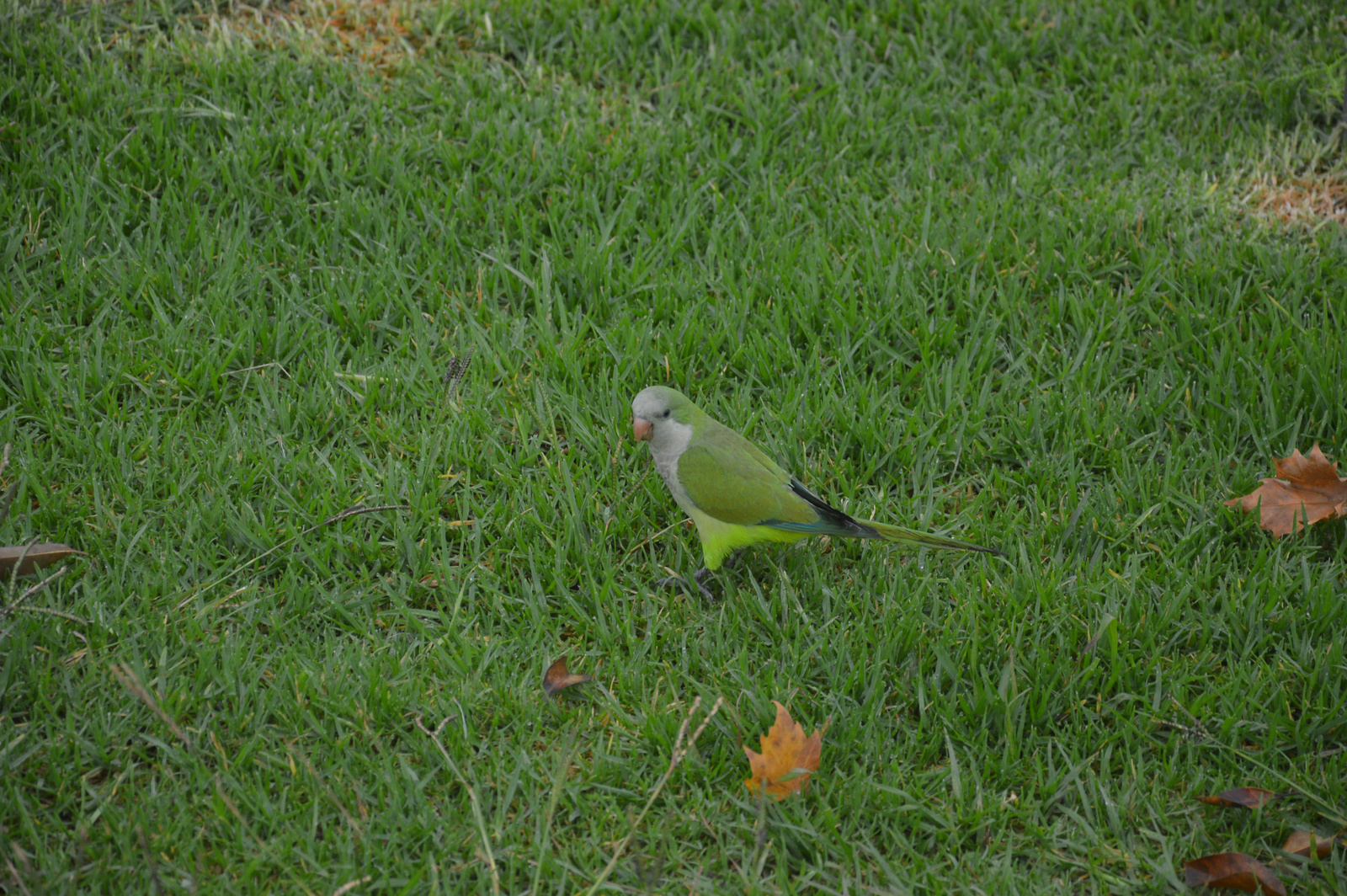 Buenos Aires Papagáj közelebbről
