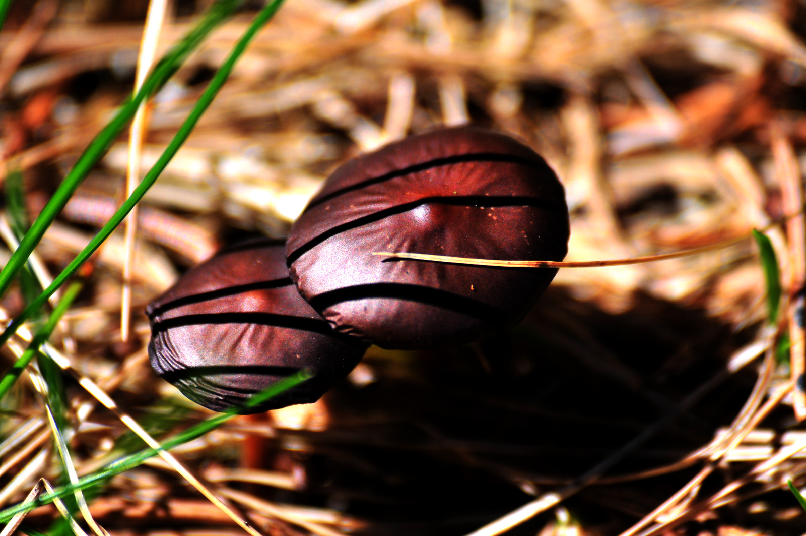 mushrooms