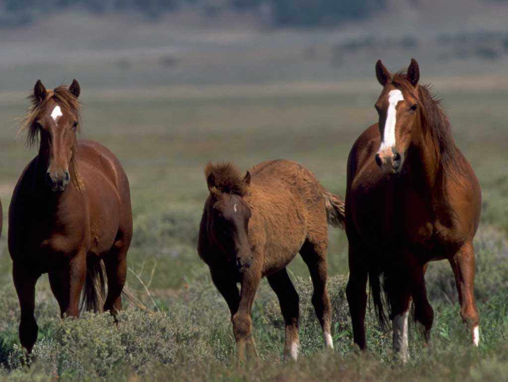 wild-horses