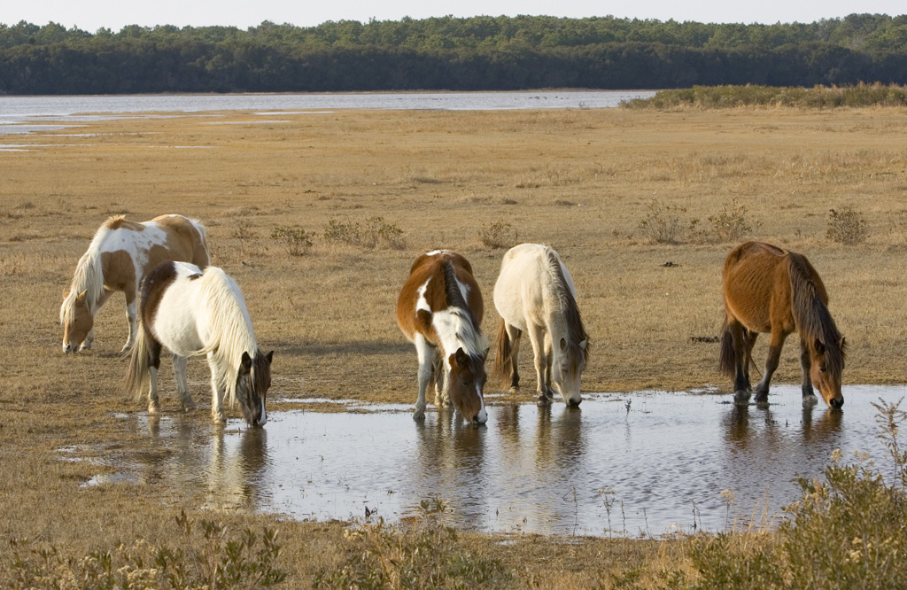 thirsty-horses