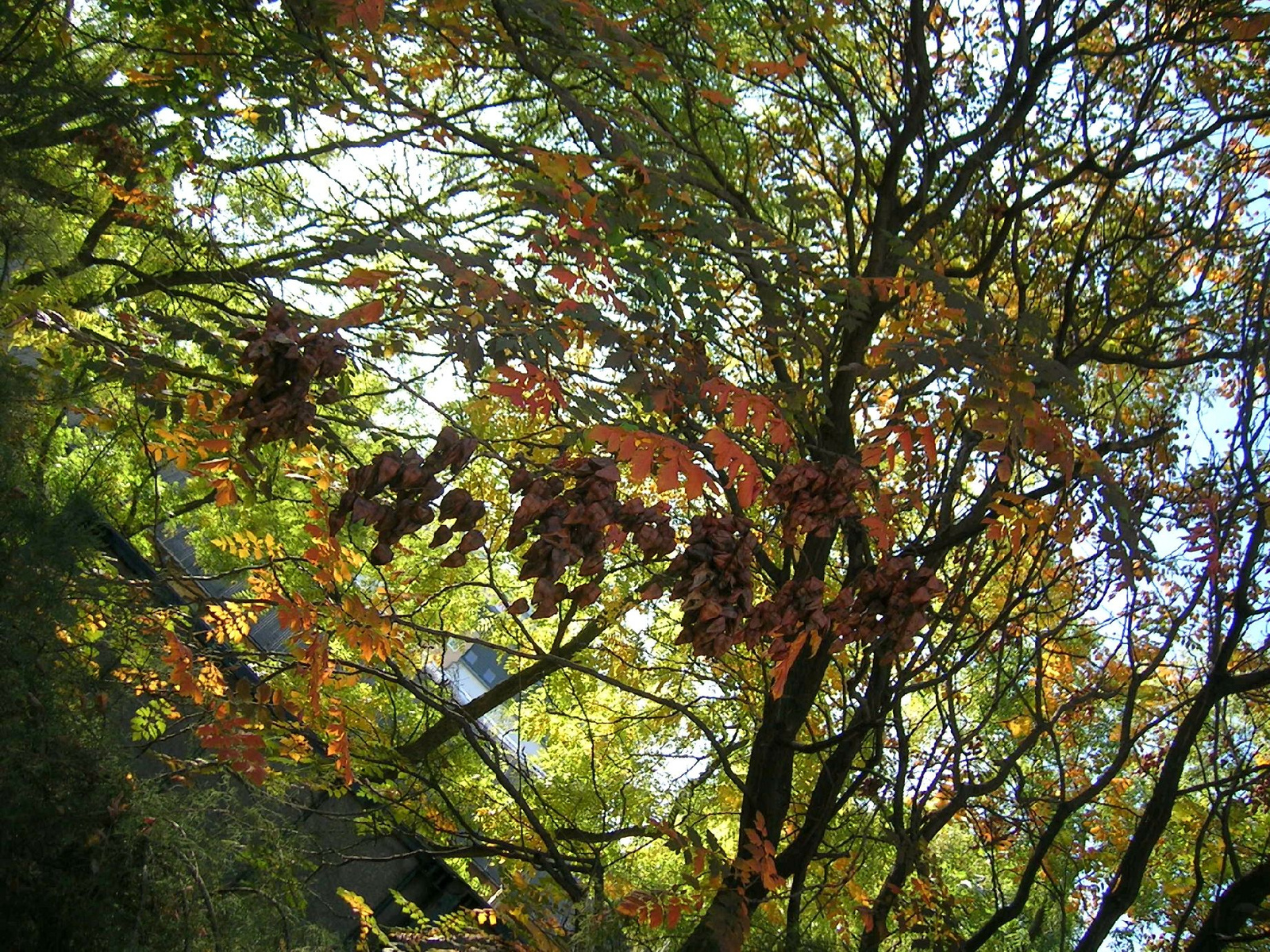 ősz színei