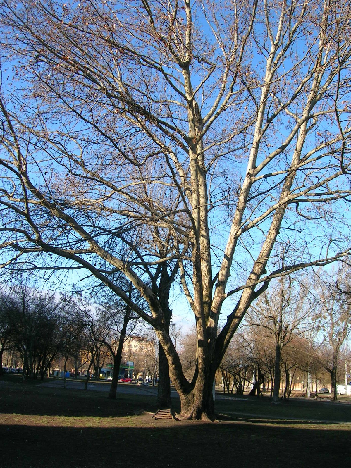 napfényes fa
