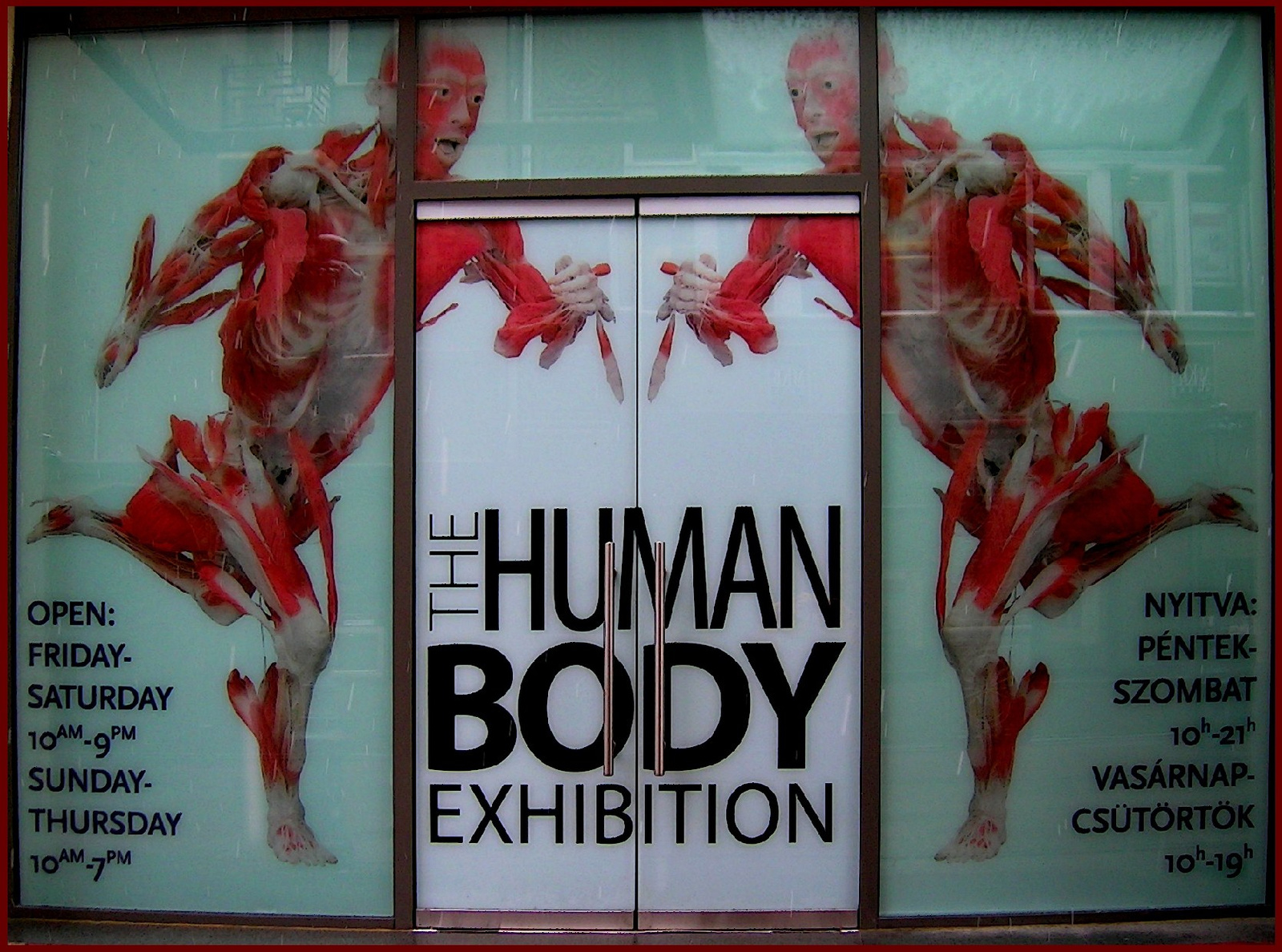 The Human Body