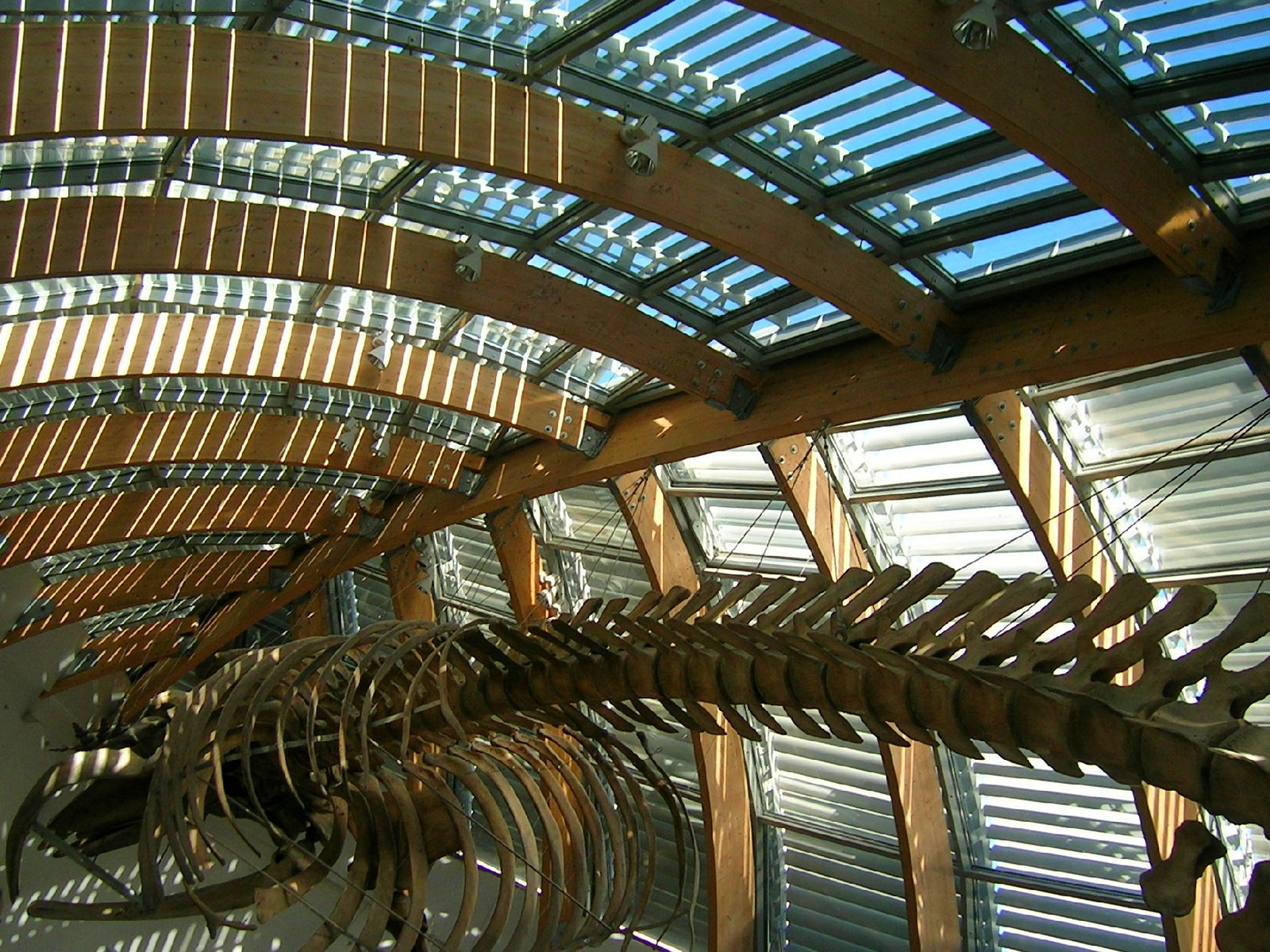 barázdás bálna csontváza