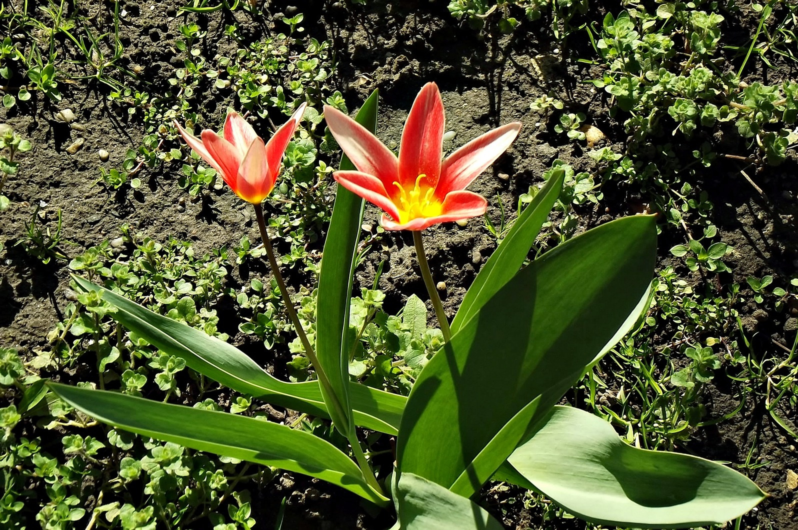 törpe tulipánok