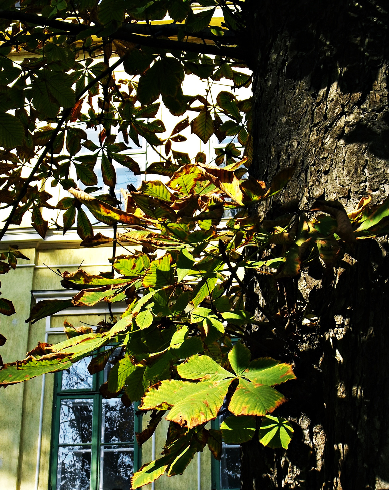 ősz a Károlyi kertben